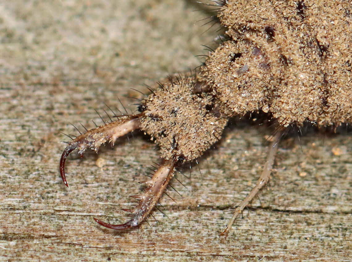 Antlion, spiky legs, curved mandibles, SD Desktop Wallpaper