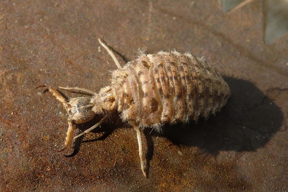 Antlion, fuzzy brown larva, segmented body, SD Desktop Wallpaper