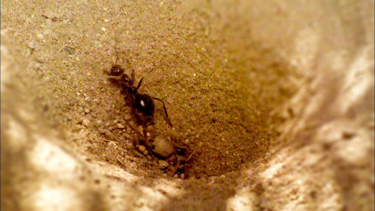 Antlion, sand pit, sandy rim, HD Desktop Wallpaper