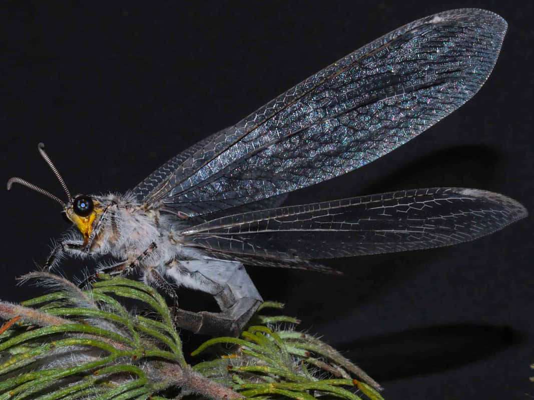 Antlion, adult, gray, SD Desktop Wallpaper