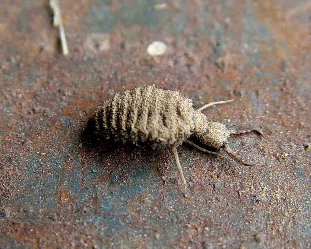 Antlion, larva, fuzzy brown, SD Desktop Wallpaper