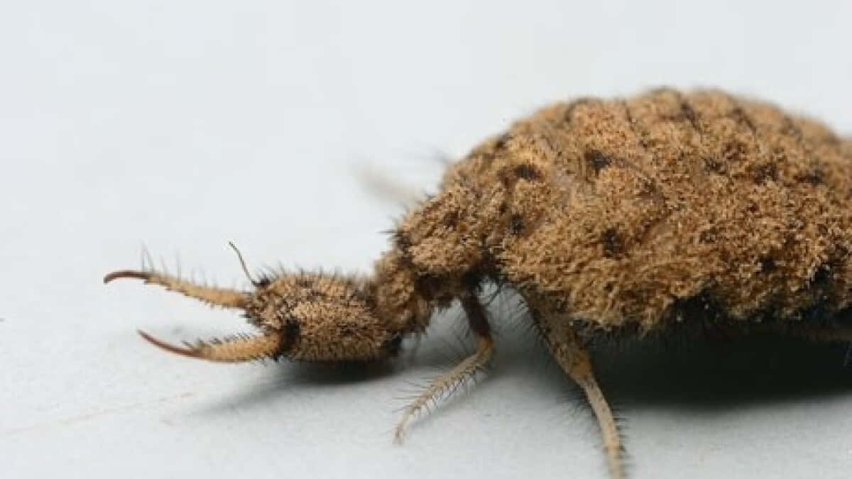 Antlion, fuzzy brown, prominent pincers, SD Desktop Wallpaper