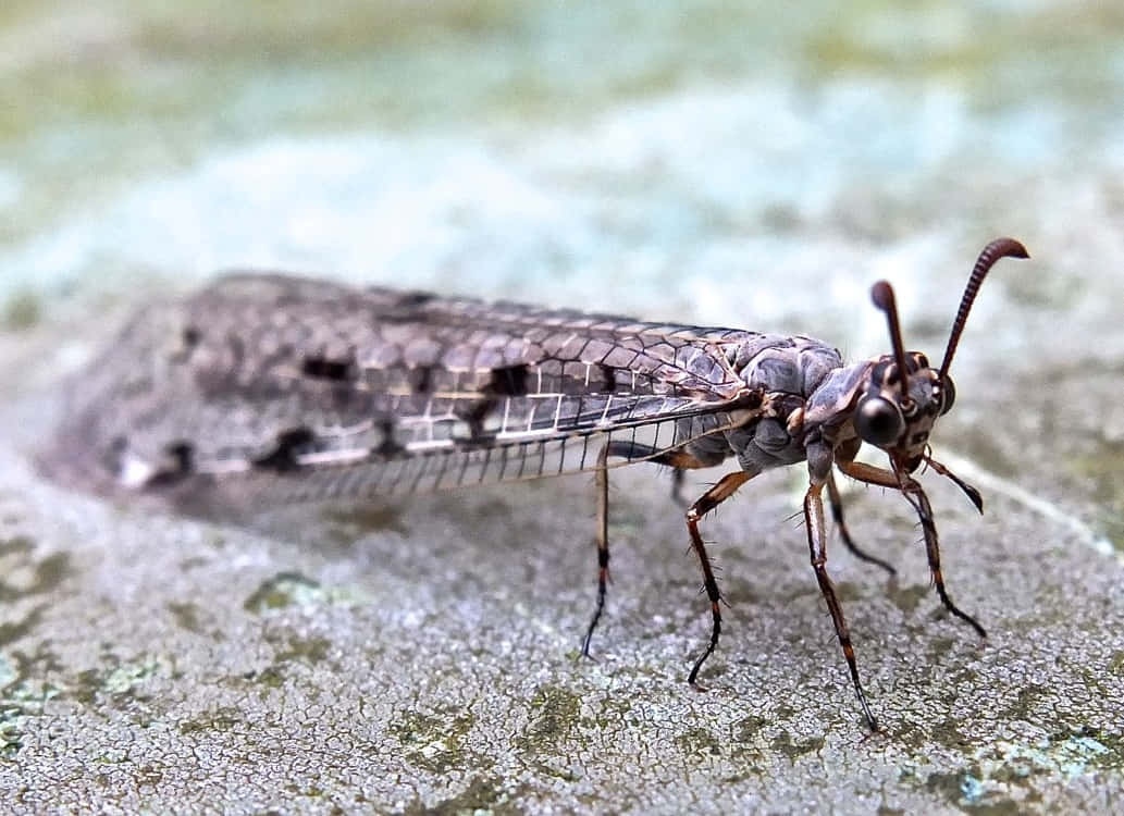 Antlion, brownish-gray, veined wings, SD Desktop Wallpaper