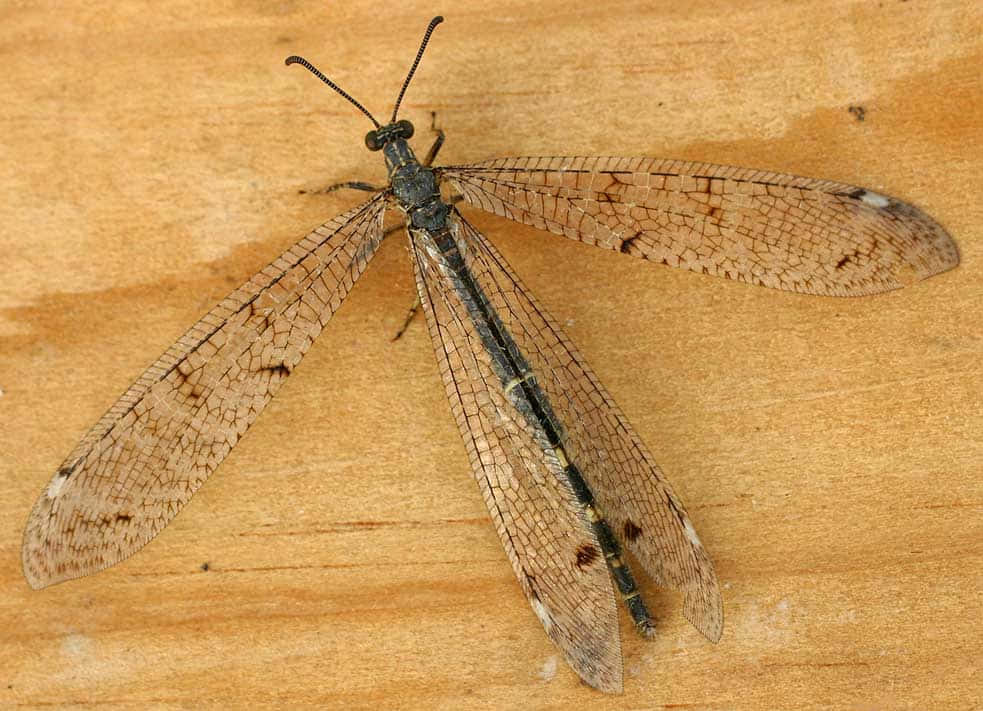 Antlion, adult, spread wings, SD Desktop Wallpaper