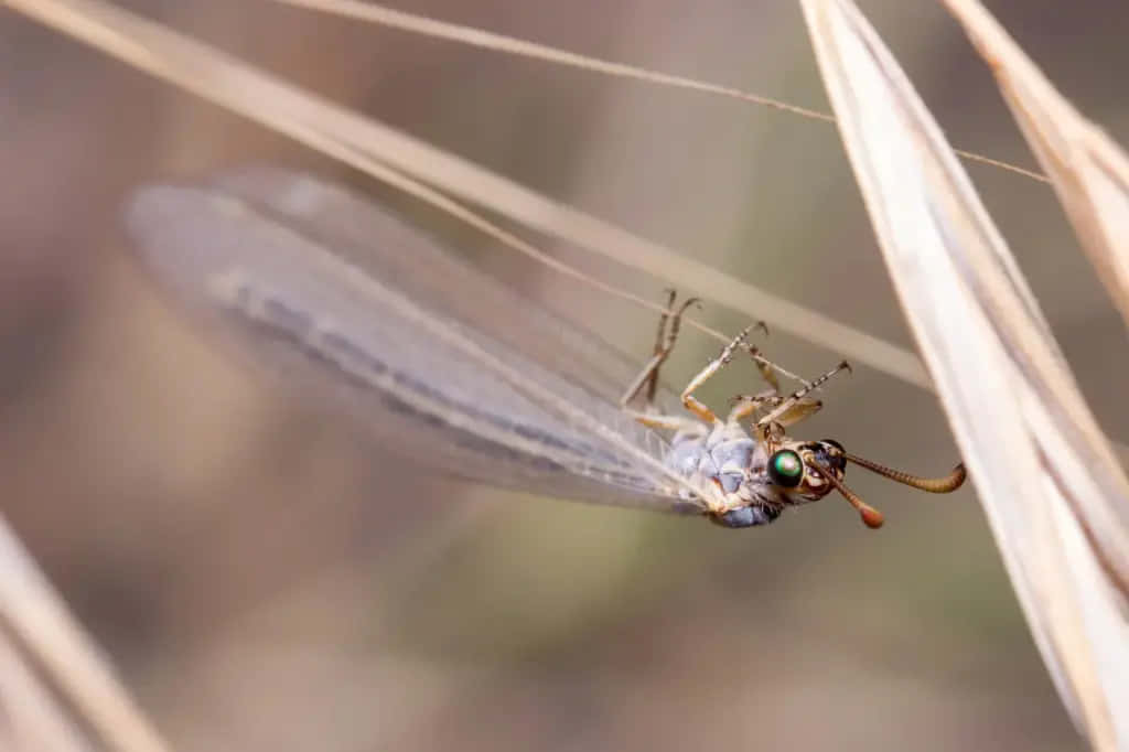 Antlion, lacewing insect, translucent wings, SD Desktop Wallpaper