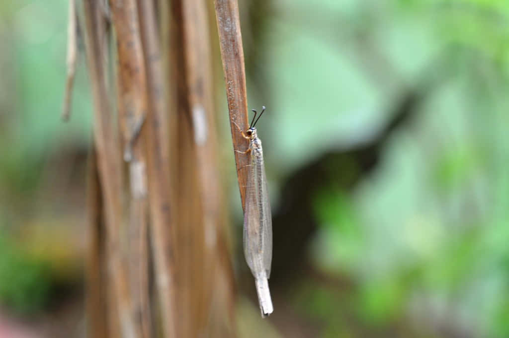 Antlion, adult, camouflagedon twig, SD Desktop Wallpaper