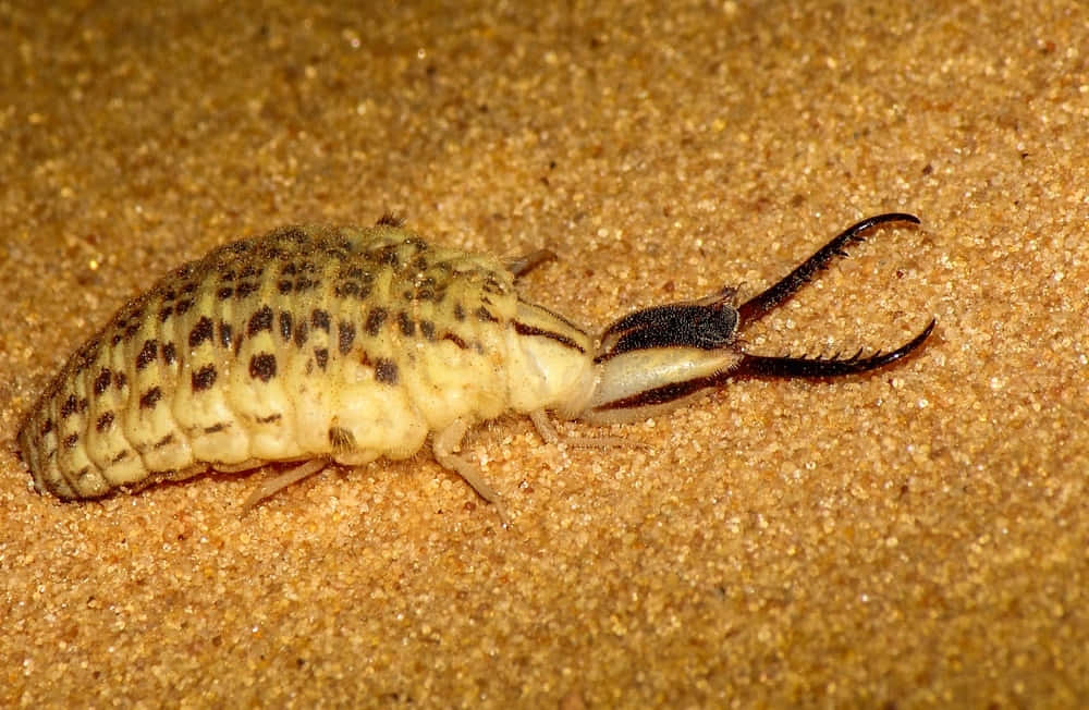 Antlion, larva, black pincers, SD Desktop Wallpaper