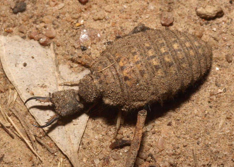 Antlion, brownish textured insect, prominent pincers, SD Desktop Wallpaper