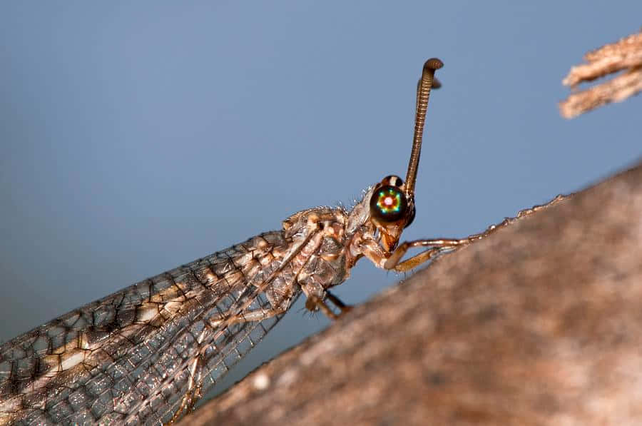 Antlion, brown lacewing insect, rough wooden surface, SD Desktop Wallpaper