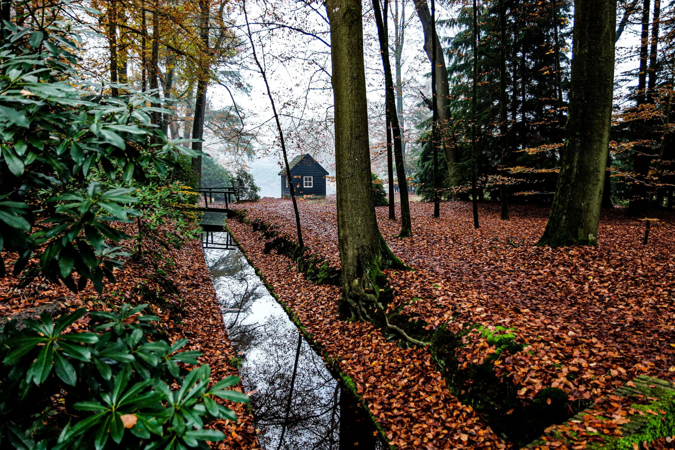 autumnal forest, misty autumn forest, waterway, Full HD Desktop Wallpaper