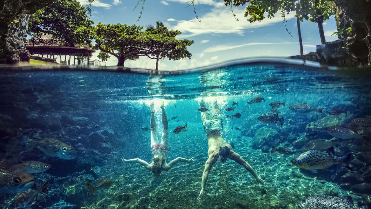 Apia, crystal clear pool, tropical fish, HD Desktop Wallpaper