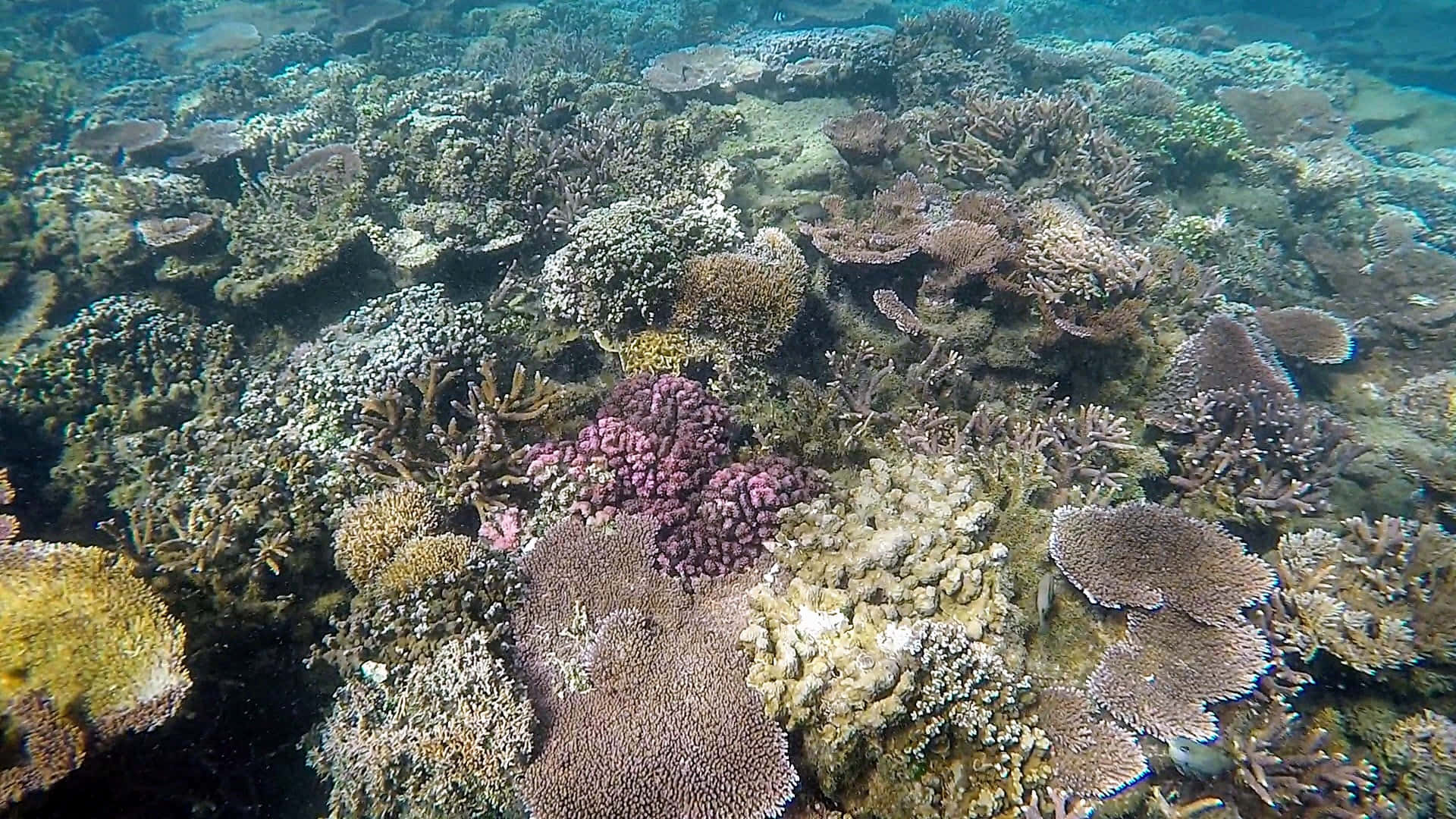 Coral Reefs, Apia, colorful coral formations, Full HD Desktop Wallpaper