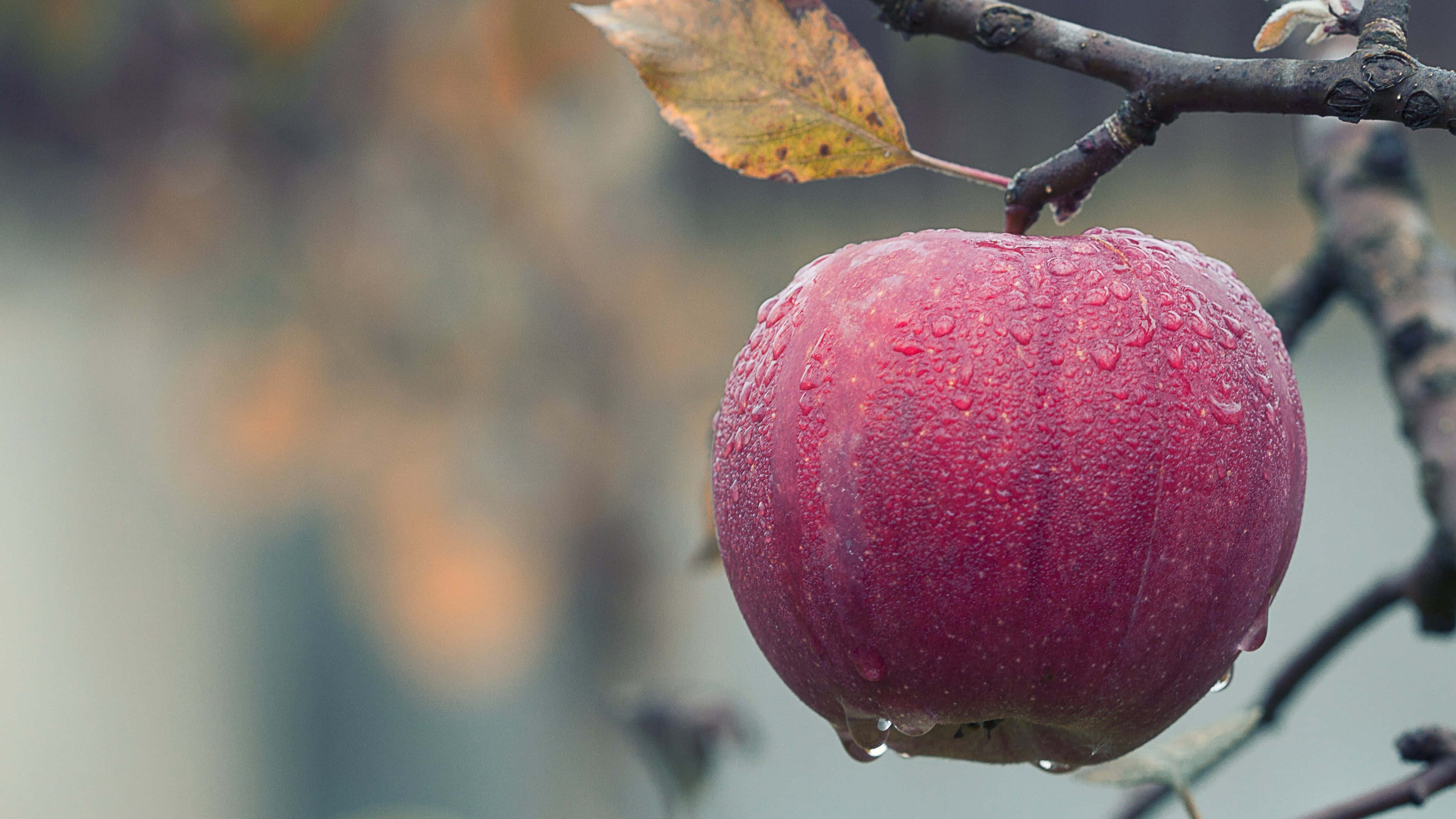 Apple 4K, 3840 x 2160, vibrant red apple, 4K Desktop Wallpaper