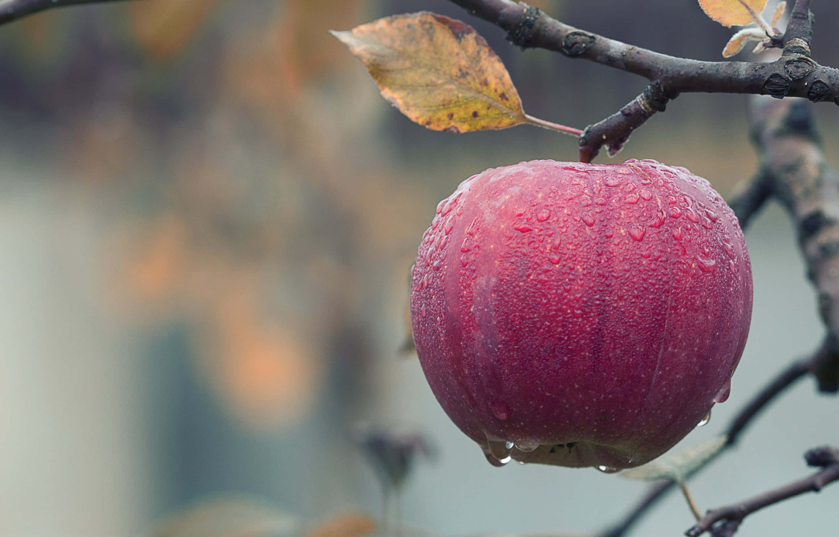 4K Apple, dew-kissed red apple, bare branch, 2K Desktop Wallpaper
