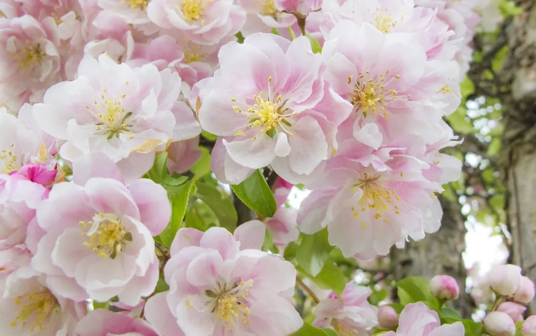 Apple Flower
