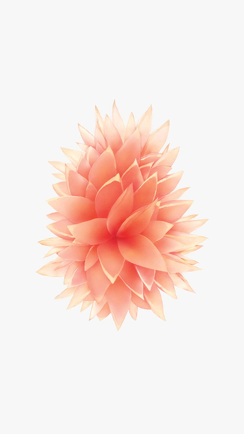 pink beautiful dahlia apple flower, peach-colored, layered petals, HD Phone Wallpaper