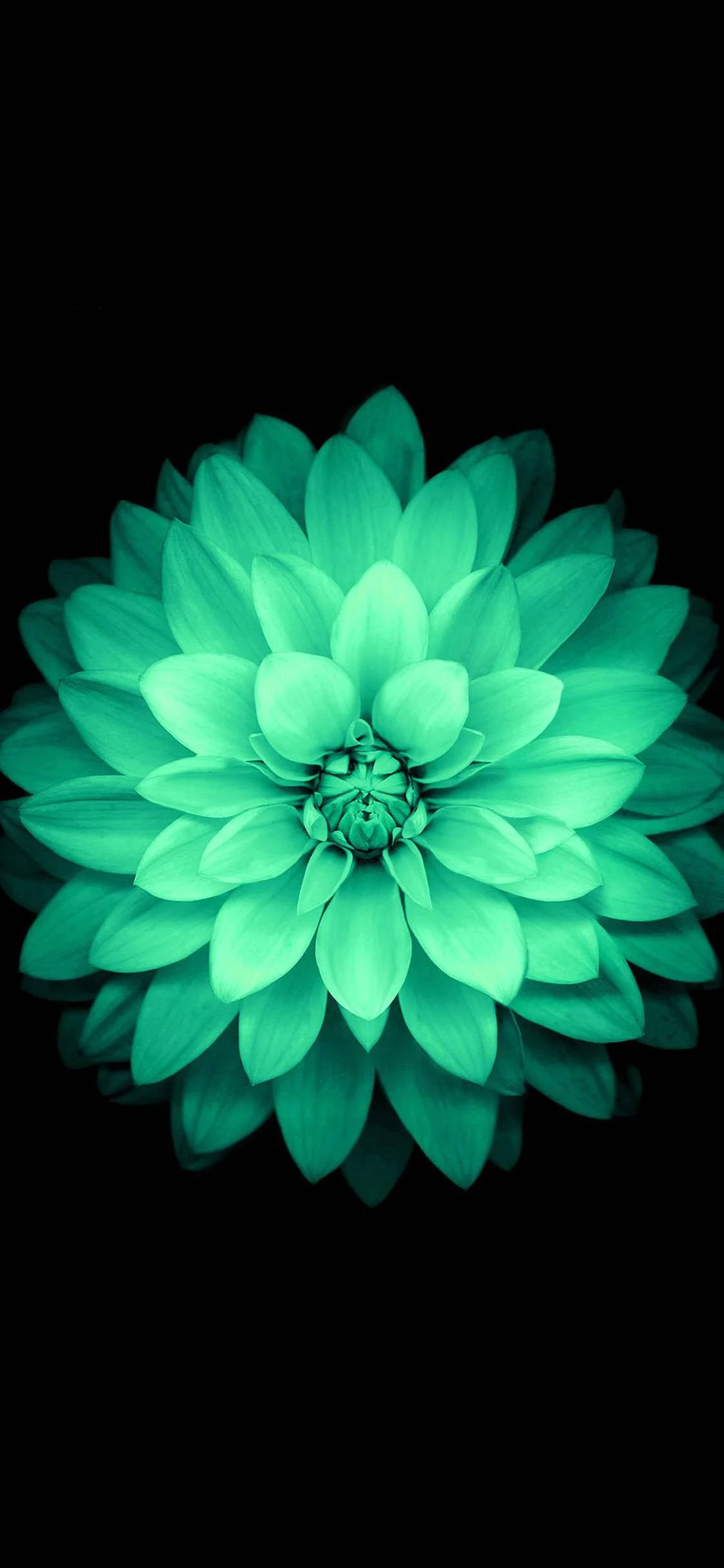 turquoise dahlia, stark black background, electric intensity, Full HD Phone Wallpaper