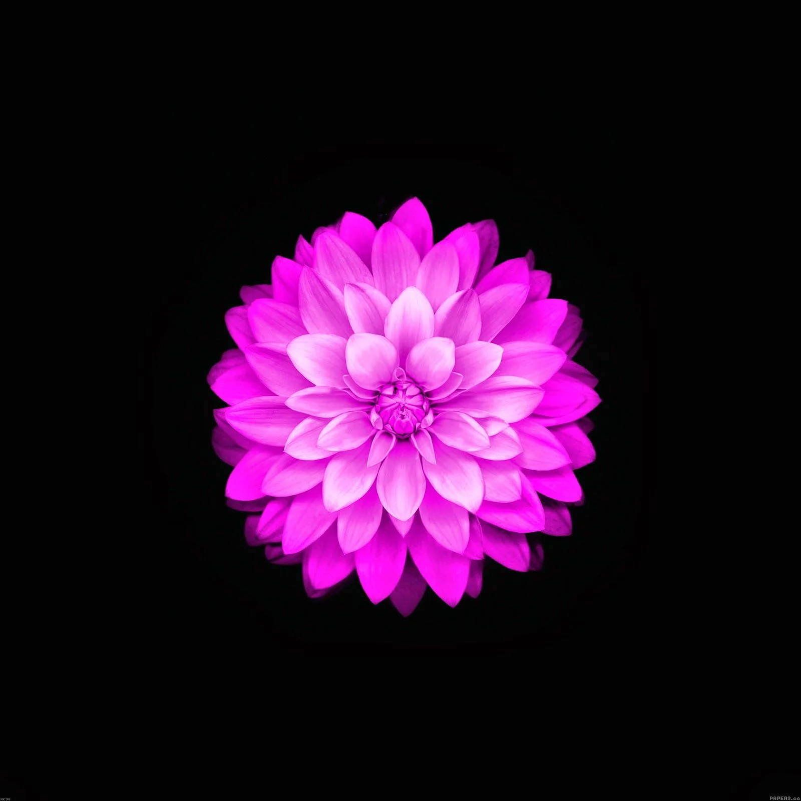 Apple Flower, light violet dahlia pinnata, vibrant pink dahlia, HD Desktop Wallpaper