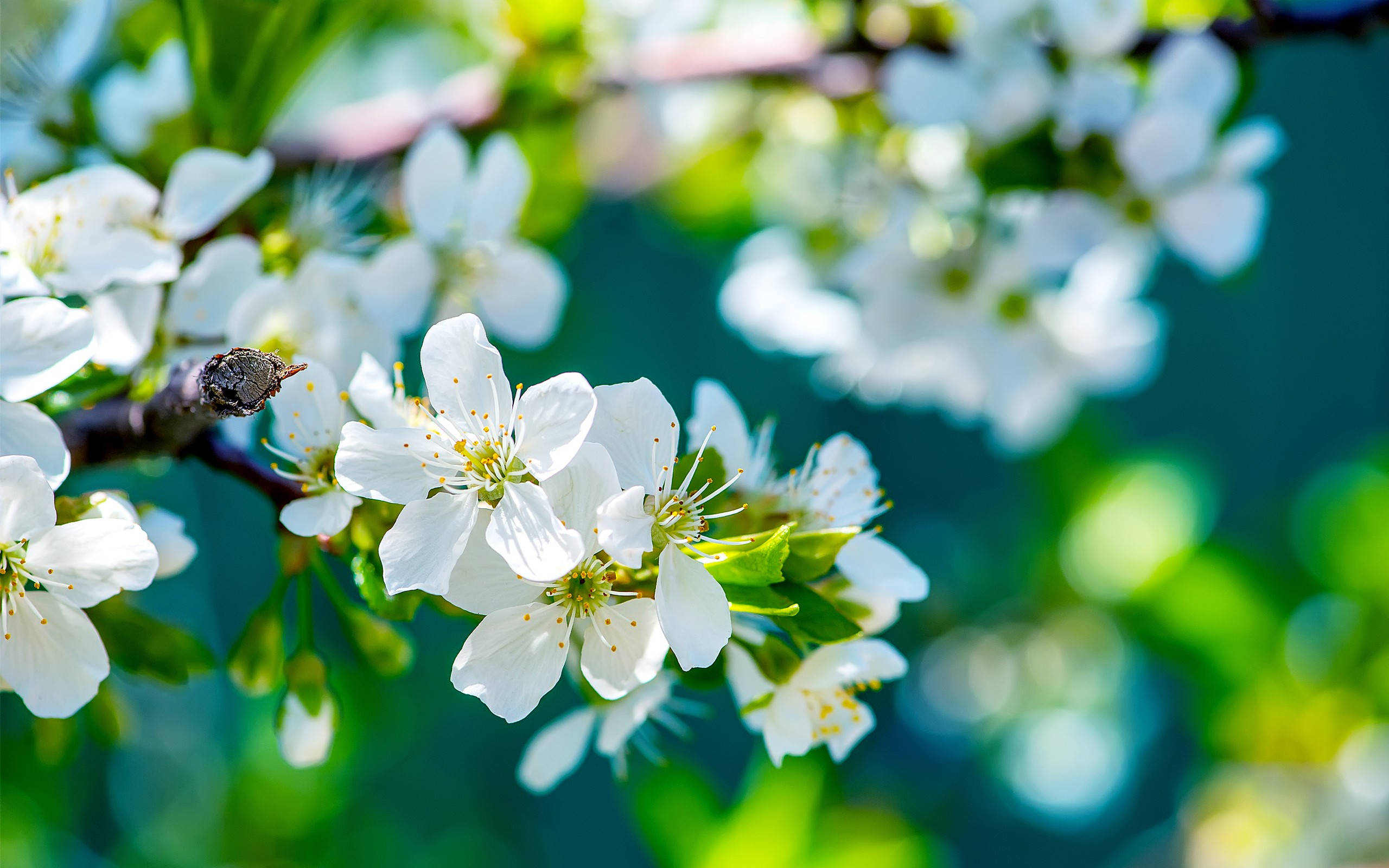 white apple tree branch, blossoms, soft green bokeh background, 2K Desktop Wallpaper