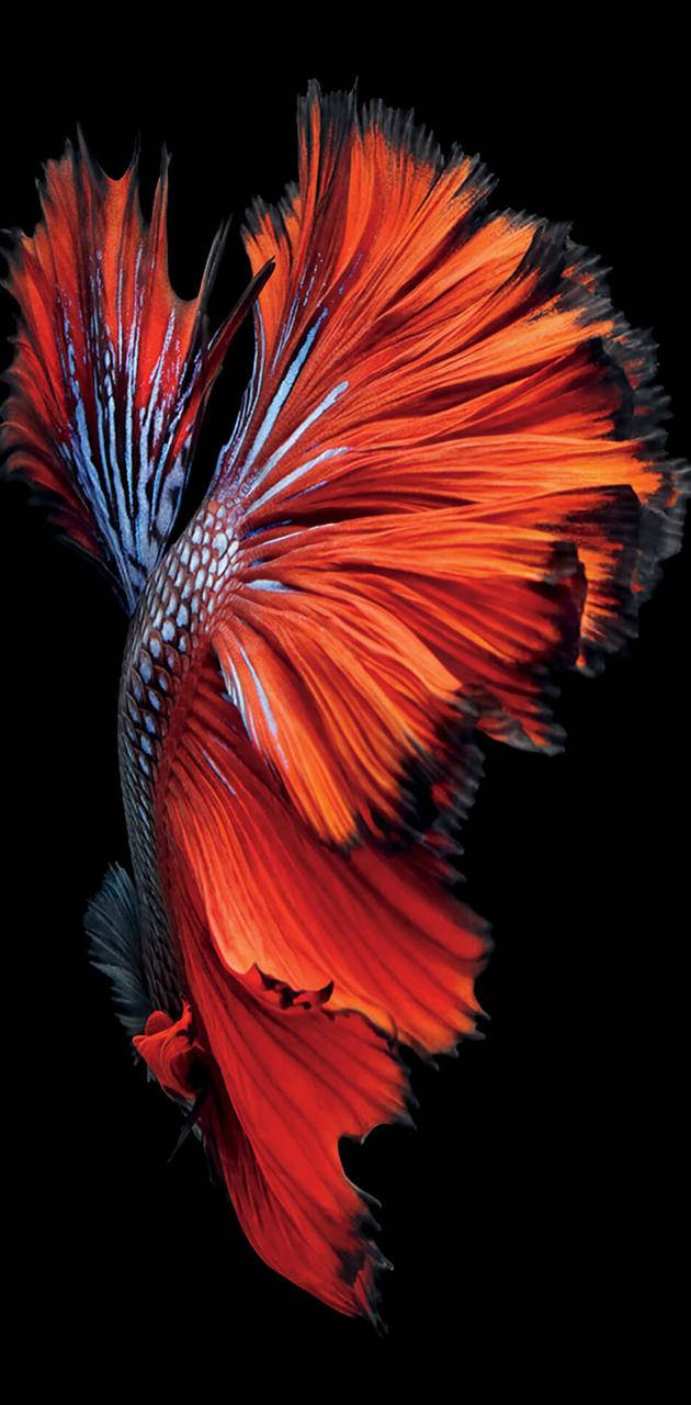 Apple iPhone Default, red siamese fish, vibrant orange, HD Phone Wallpaper