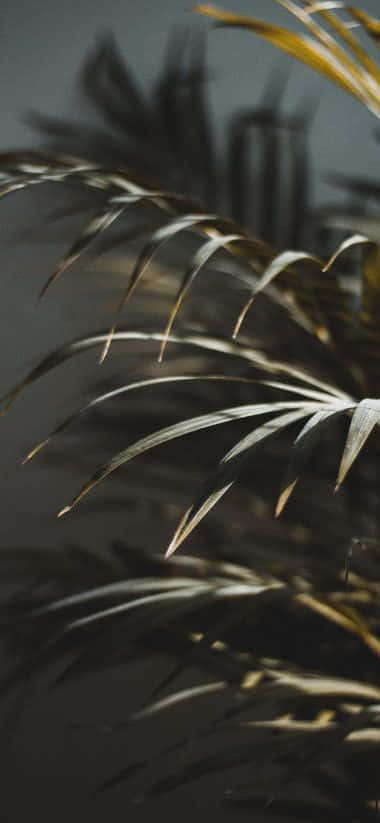 Apple iPhone X, dark leaves, palm fronds, SD Phone Wallpaper