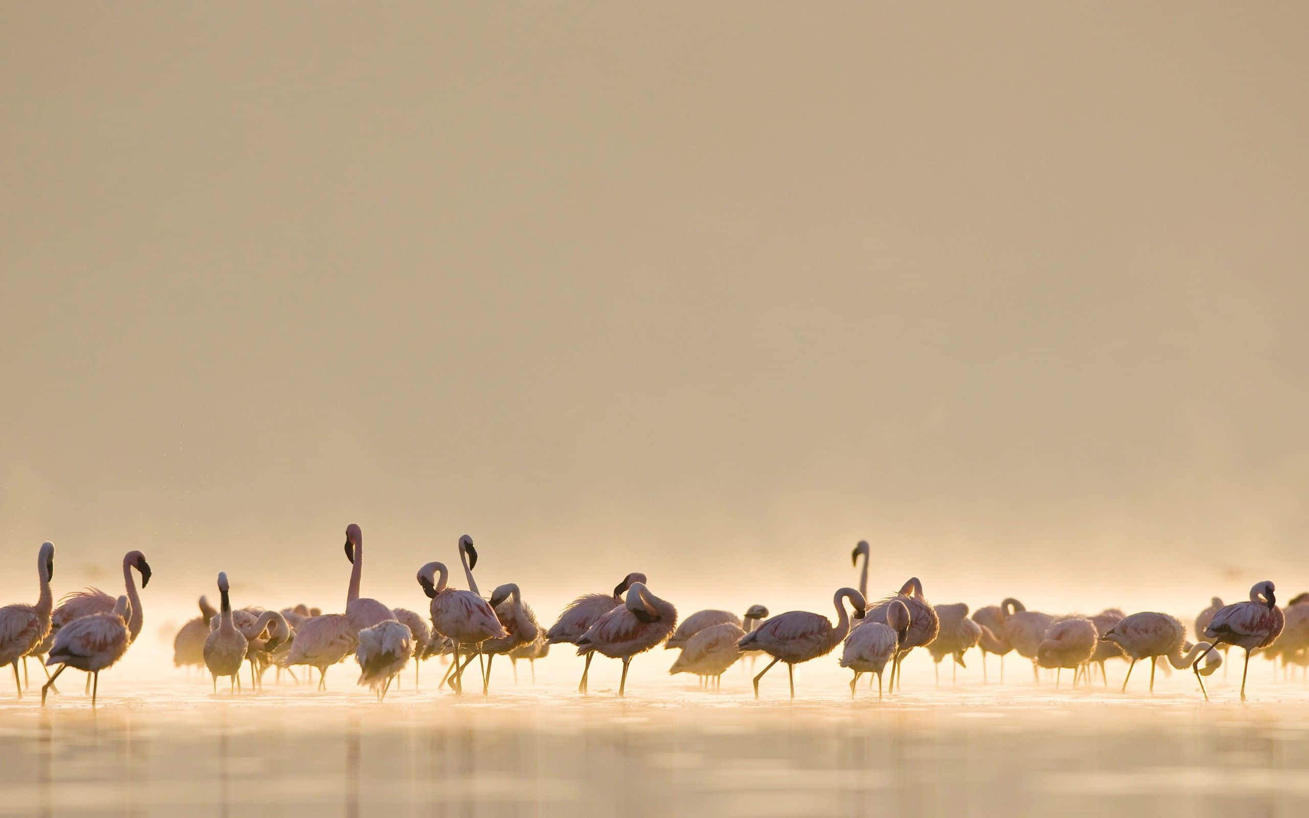 Apple Mac Desktop, pink flamingos, shallow water, 2K Desktop Wallpaper