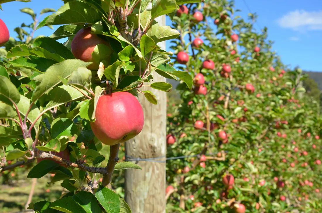 Apple Orchard