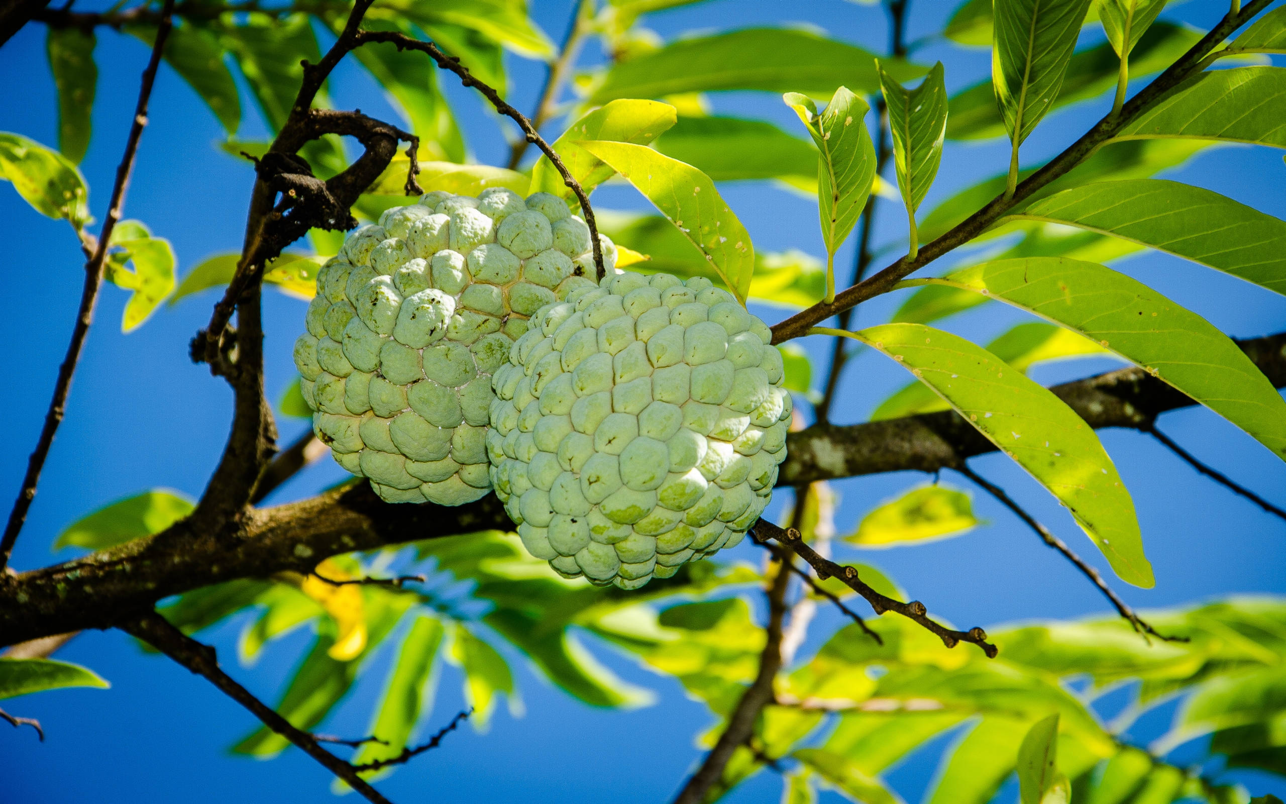 custard apples, tree branch, vibrant blue sky, 2K Desktop Wallpaper