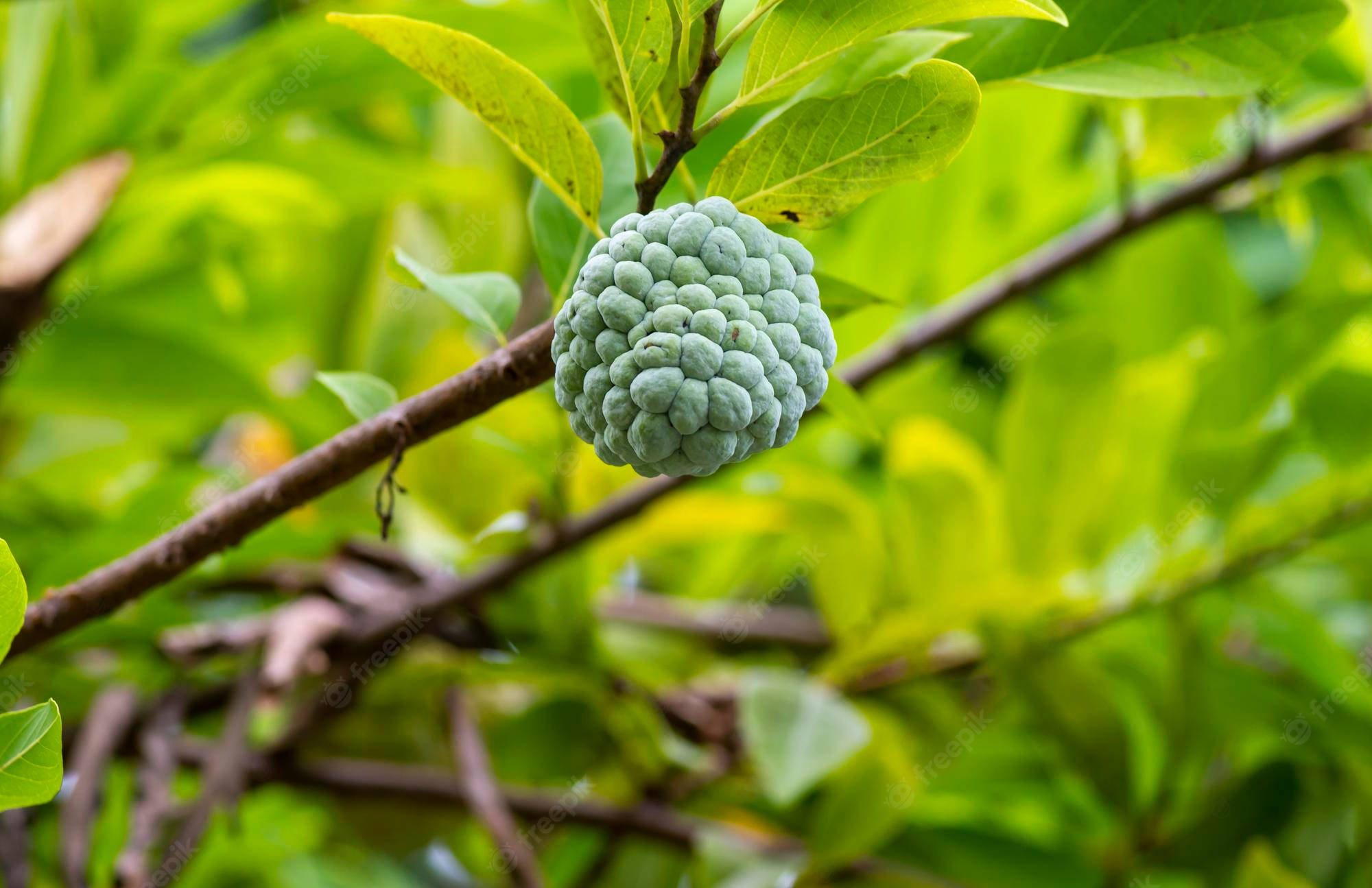 ripe sugar apple, green custard apple, branch, Full HD Desktop Wallpaper