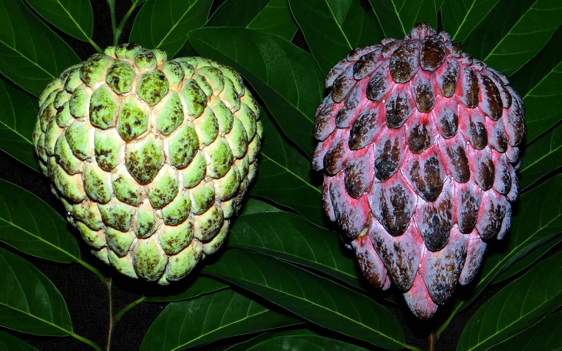 custard apples, pale green, pinkish-purple, Full HD Desktop Wallpaper