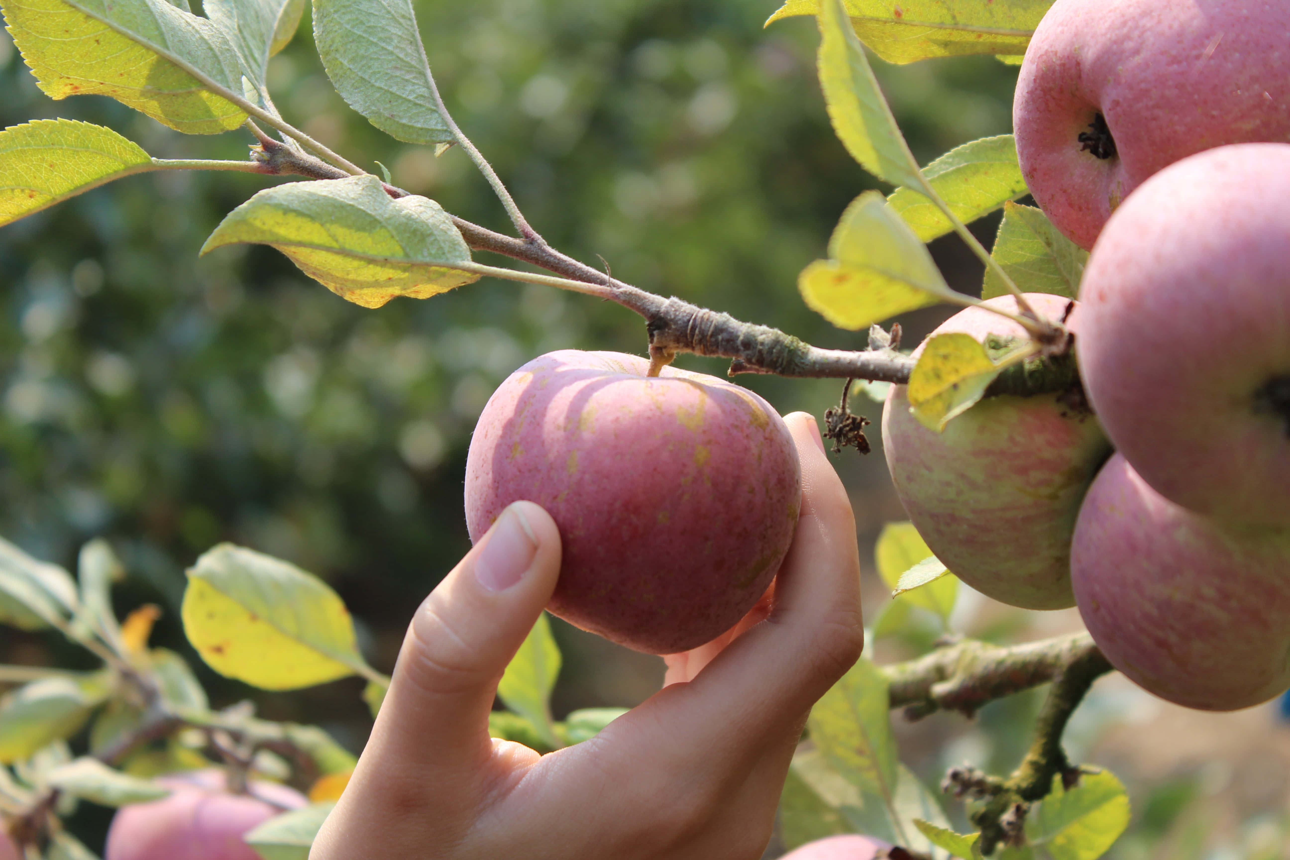 apple orchard, ripe red apple, tree branch, 5K Desktop Wallpaper