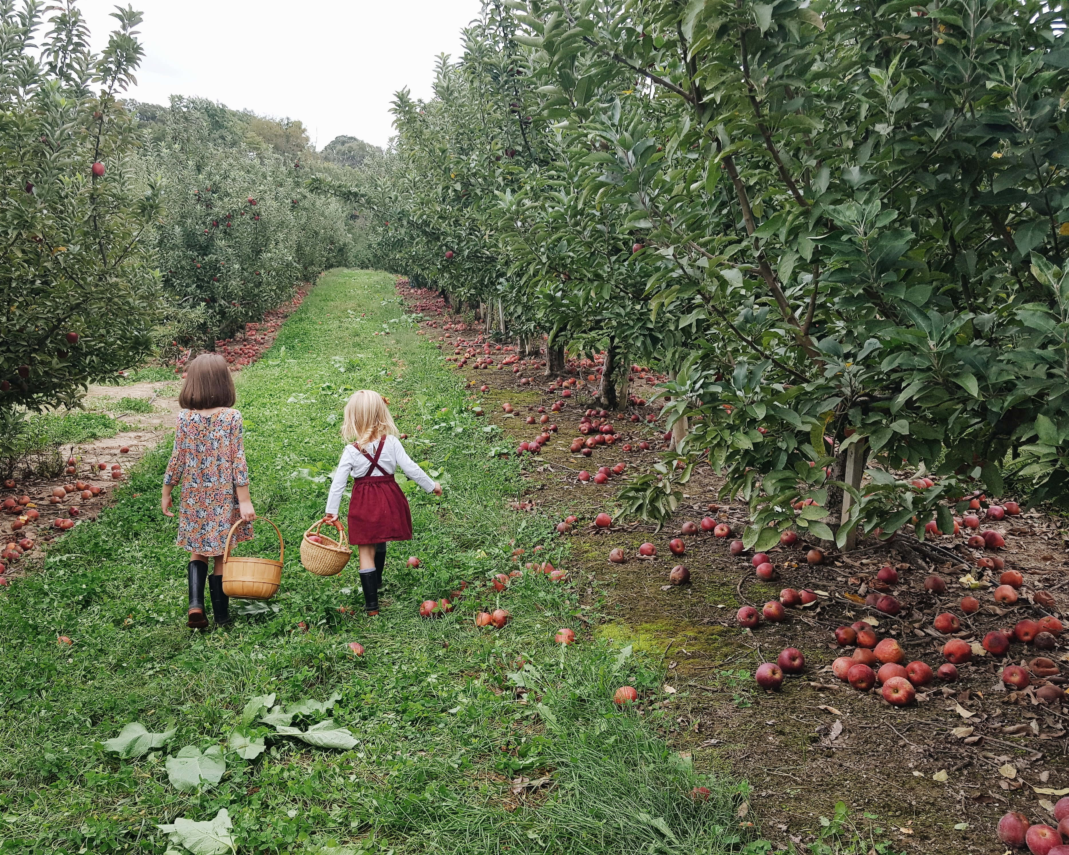 children, apple orchard, baskets, 2K Desktop Wallpaper