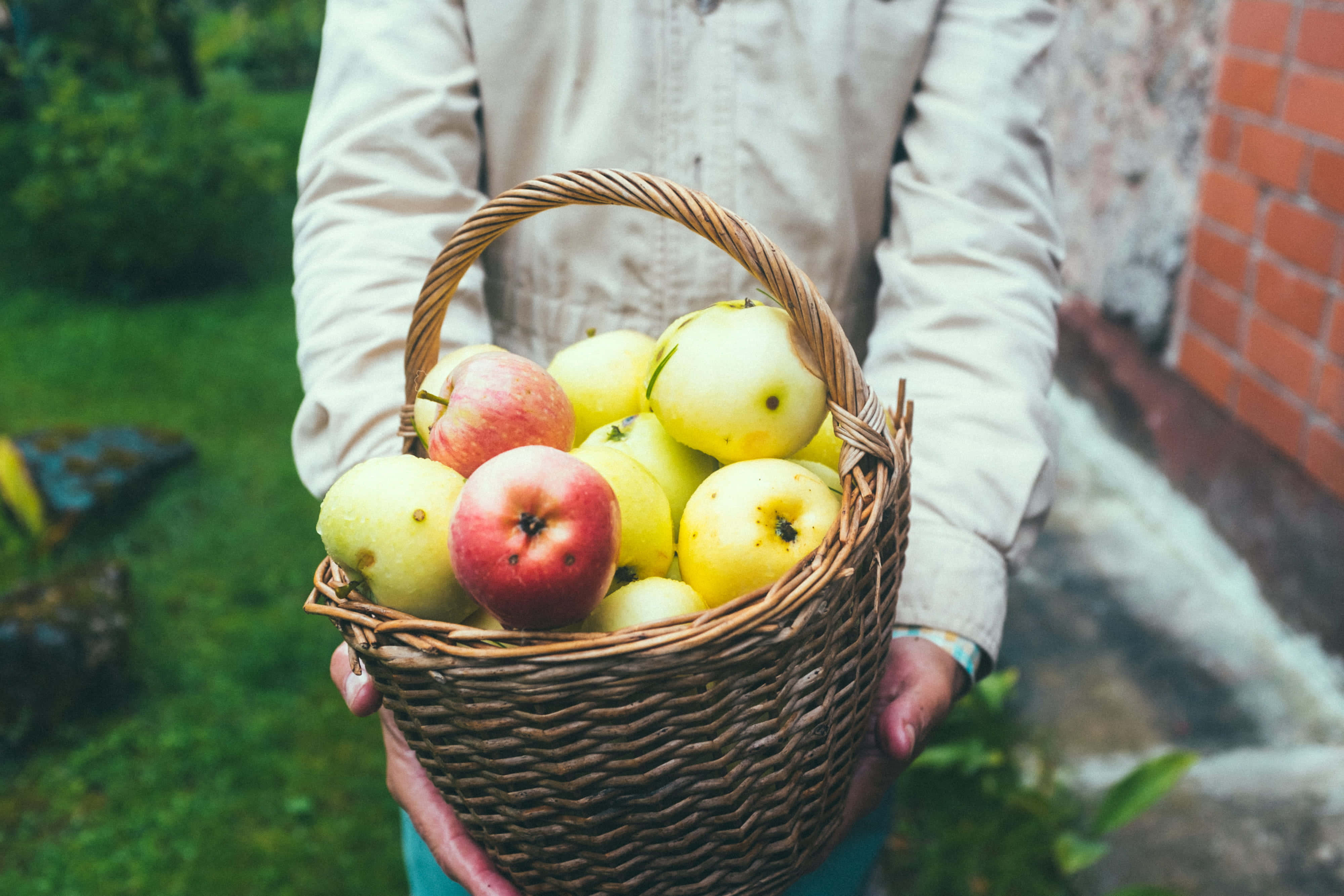 apple picking, scenic orchard, woven basket, 4K Desktop Wallpaper