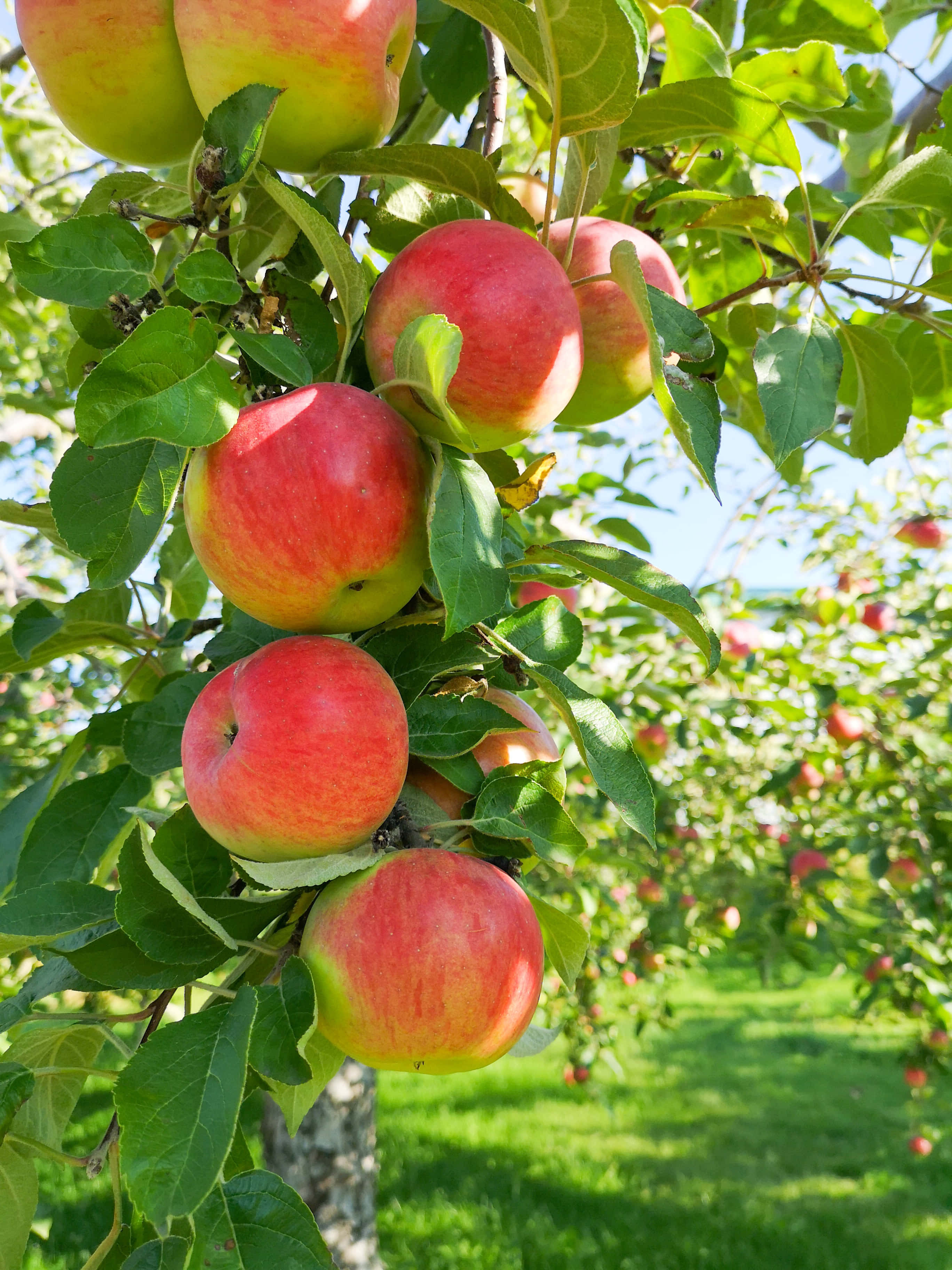 apple orchard, autumn, red apples, 2K Phone Wallpaper