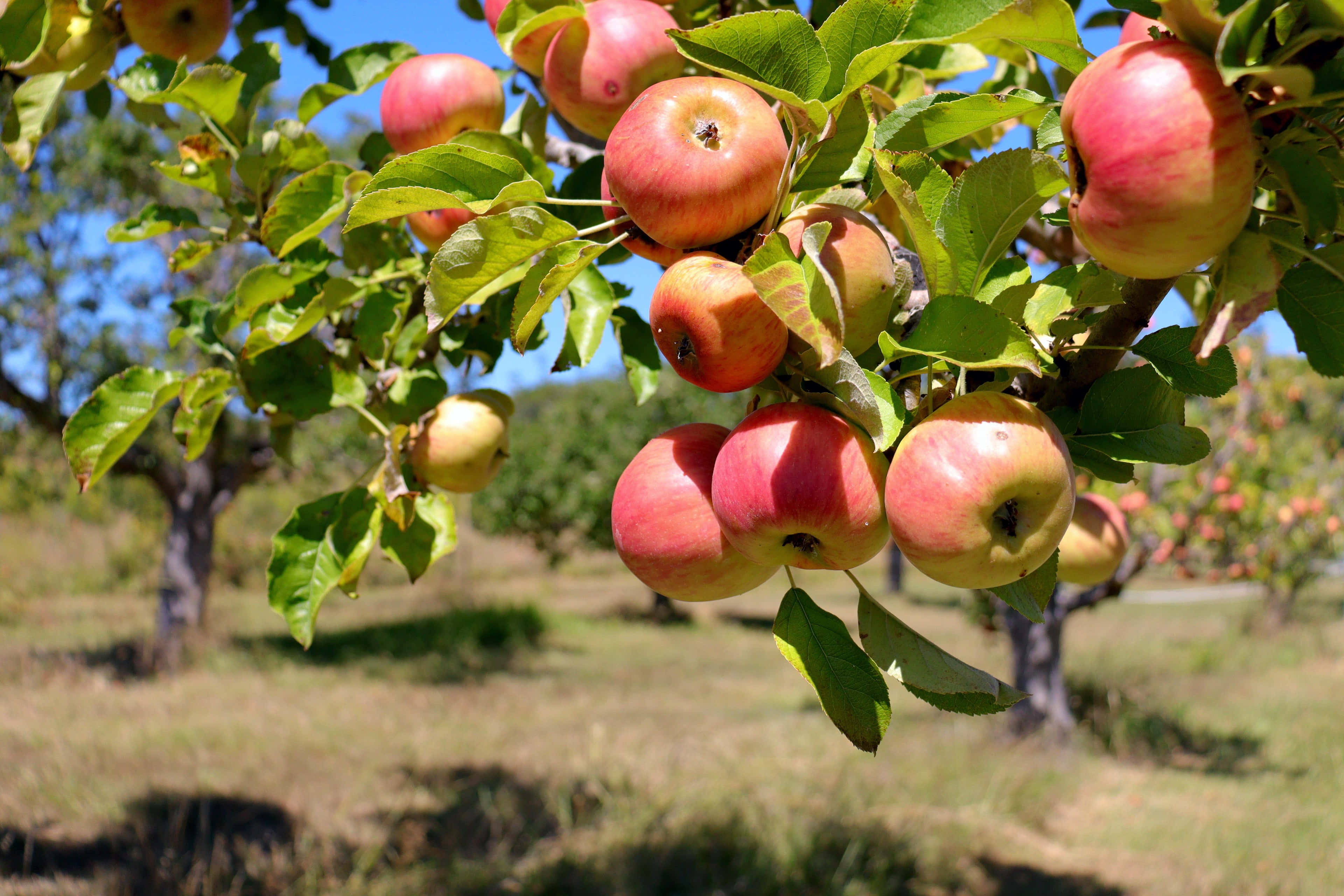ripe red apples, sunlit tree branch, lush green leaves, 4K Desktop Wallpaper