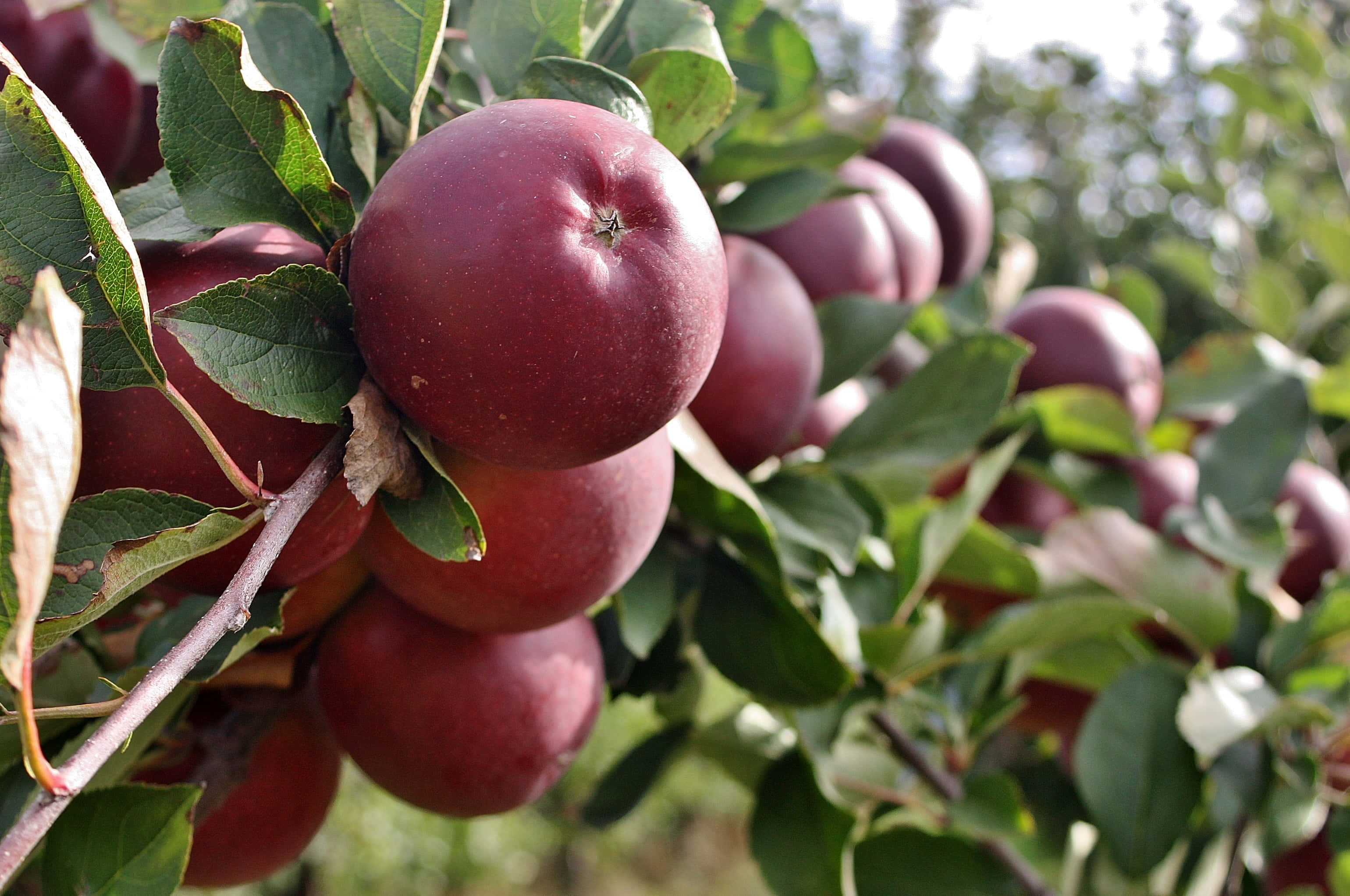 Apple Orchard, ripe red apples, tree branch, 2K Desktop Wallpaper