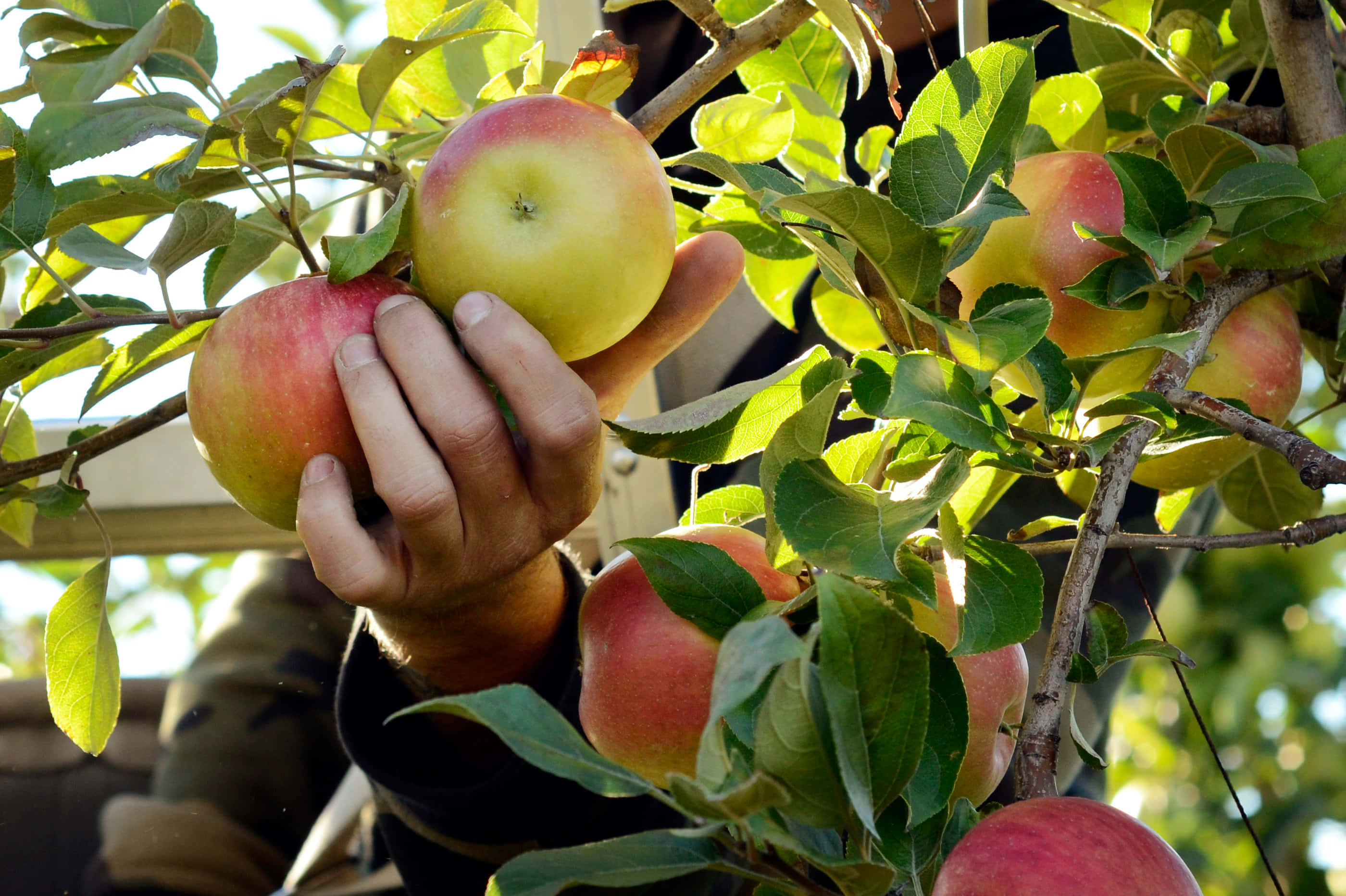 apple pickingin orchard, apple, ripe red apple, 2K Desktop Wallpaper