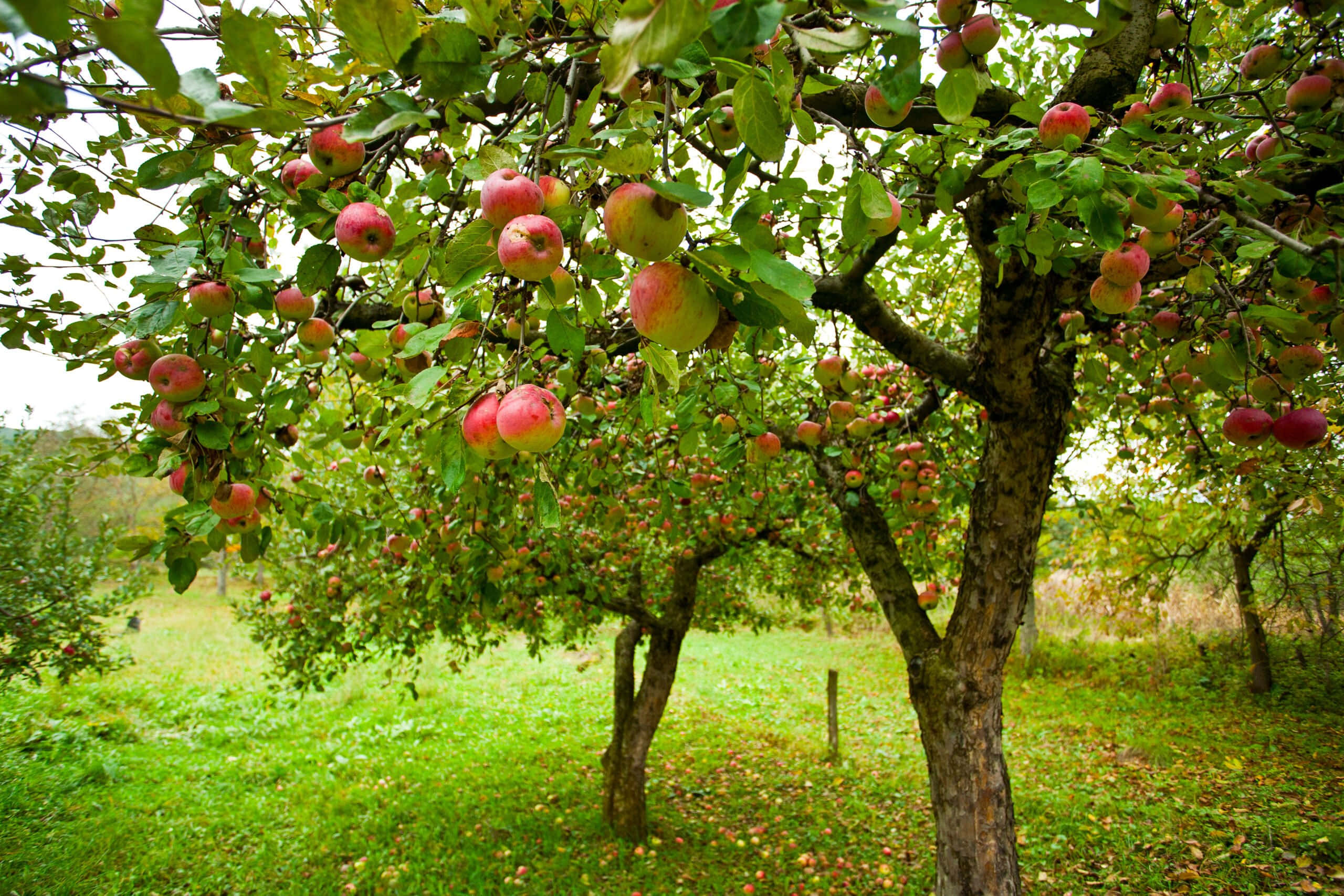 apple orchard, apple tree, ripe red apples, 2K Desktop Wallpaper