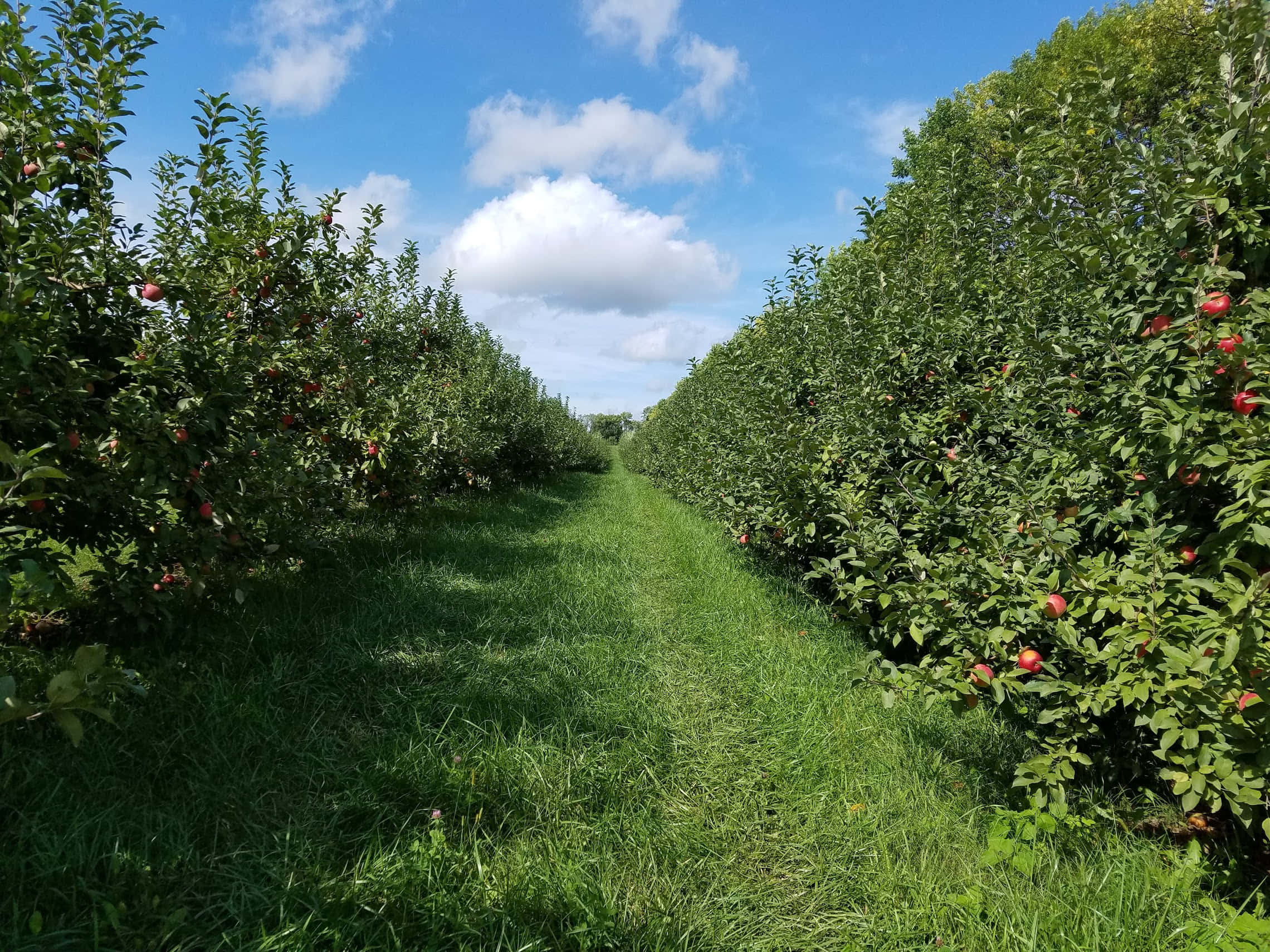 apple orchard, ripe red fruit, bright blue sky, Full HD Desktop Wallpaper