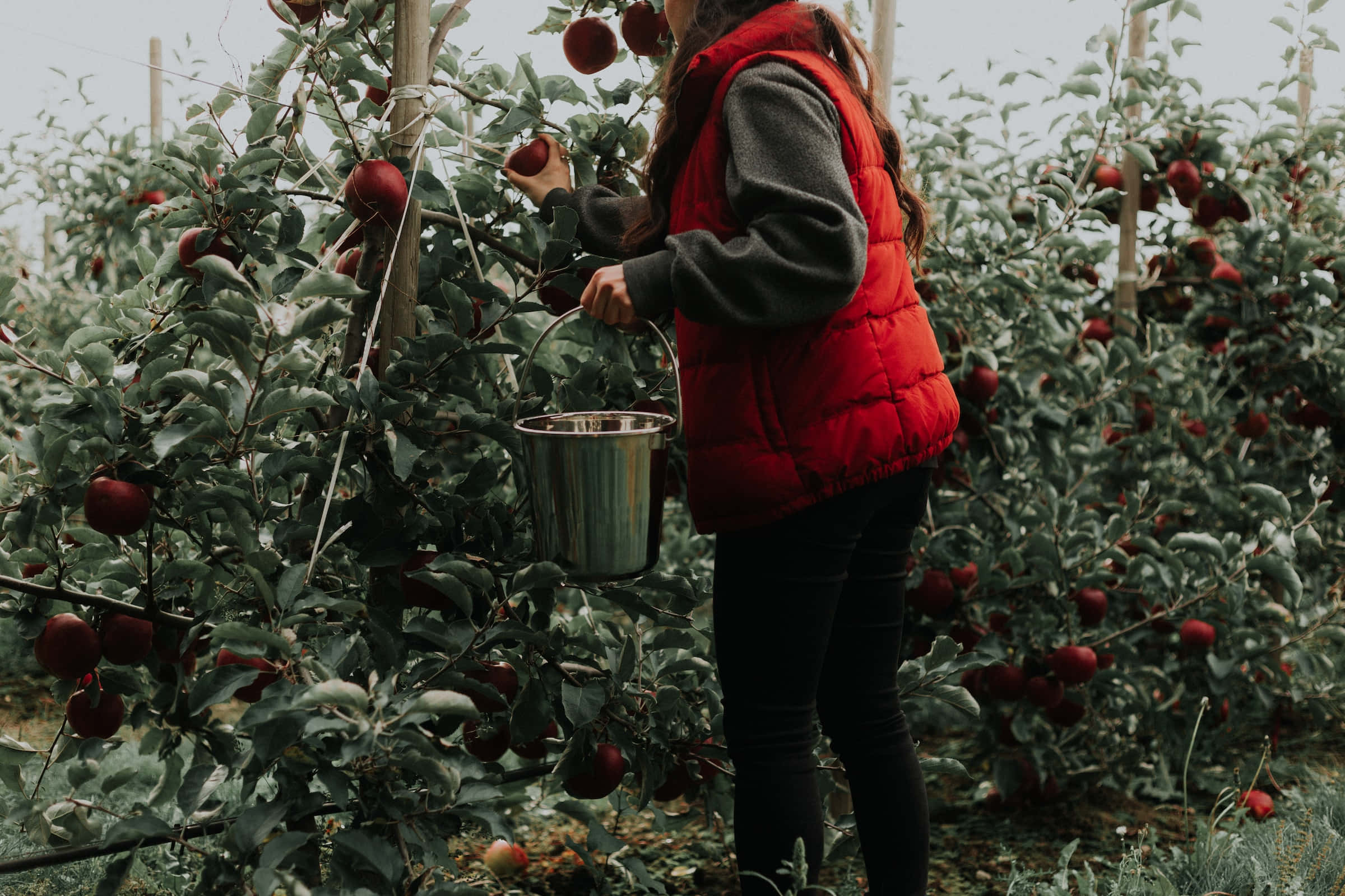 apple picking, red vest, ripe red apples, Full HD Desktop Wallpaper