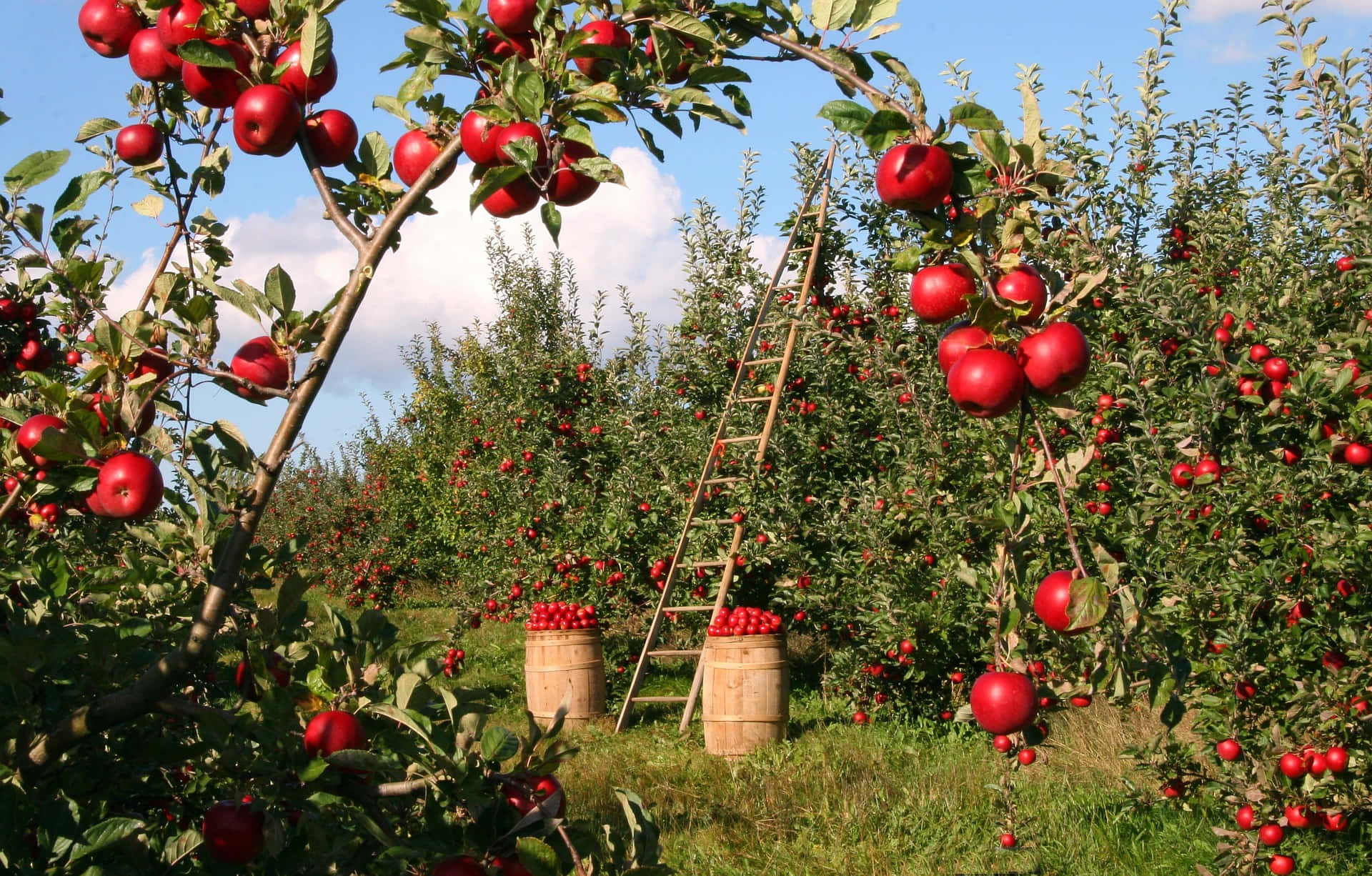 apple orchard, ripe red fruit, bright blue sky, Full HD Desktop Wallpaper