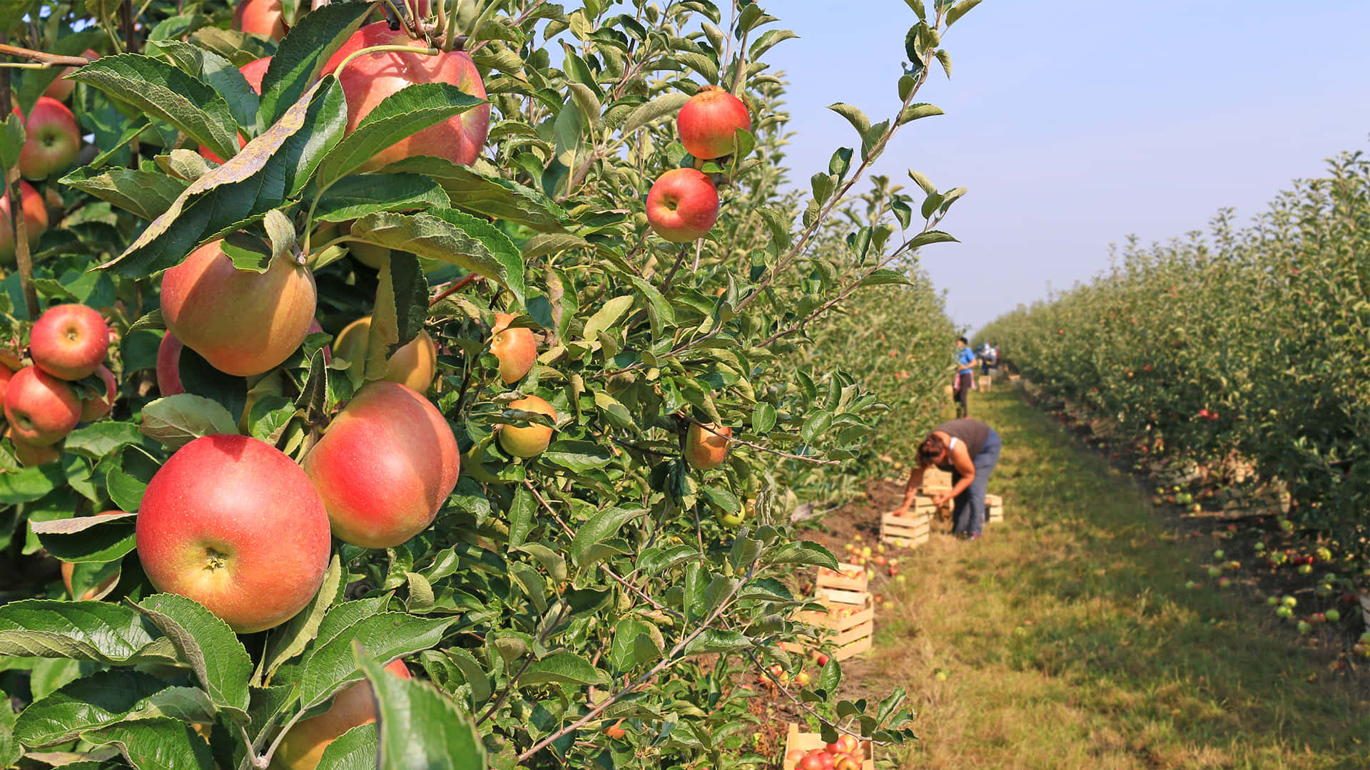 apple harvest orchard scene, apple trees, ripe red apples, Full HD Desktop Wallpaper