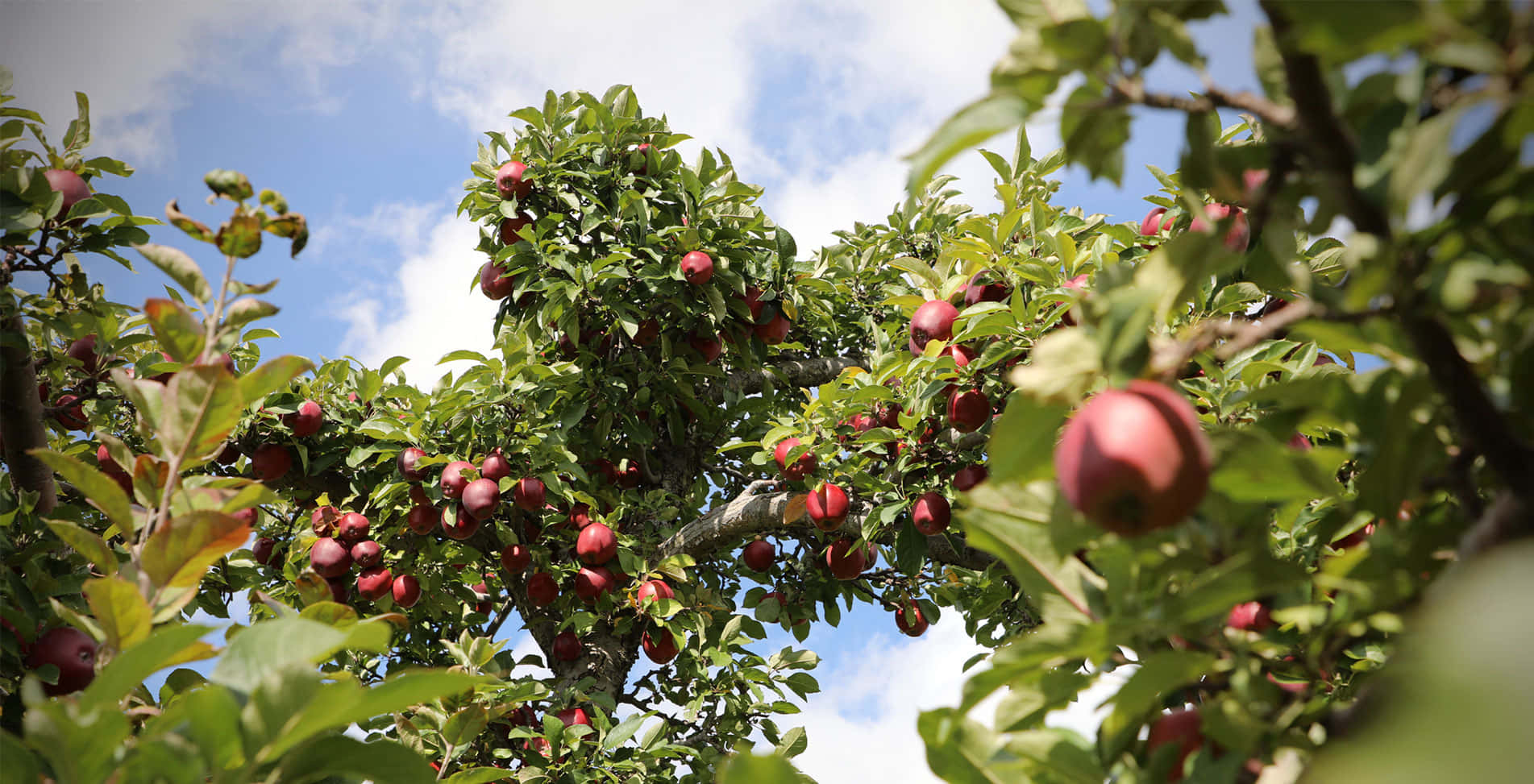 ripe red apples, lush green branches, bright blue sky, HD Desktop Wallpaper