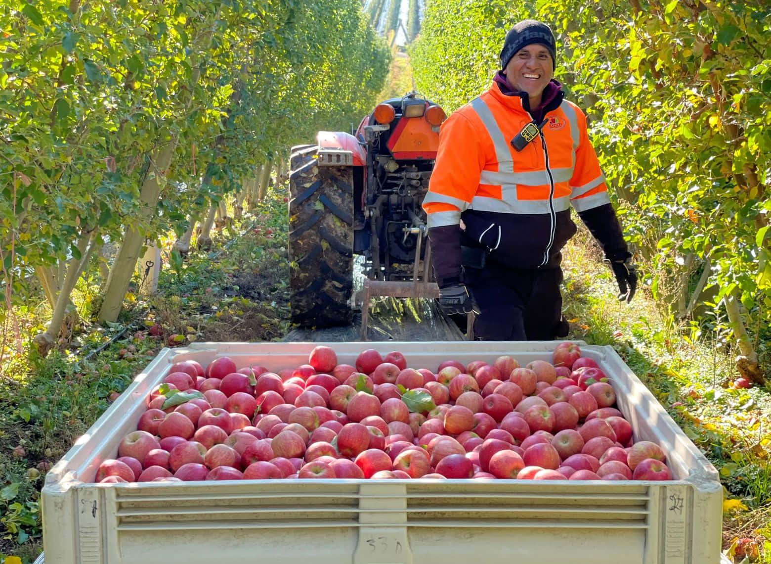 Apple Harvest Smile, farmer, orange vest, HD Desktop Wallpaper