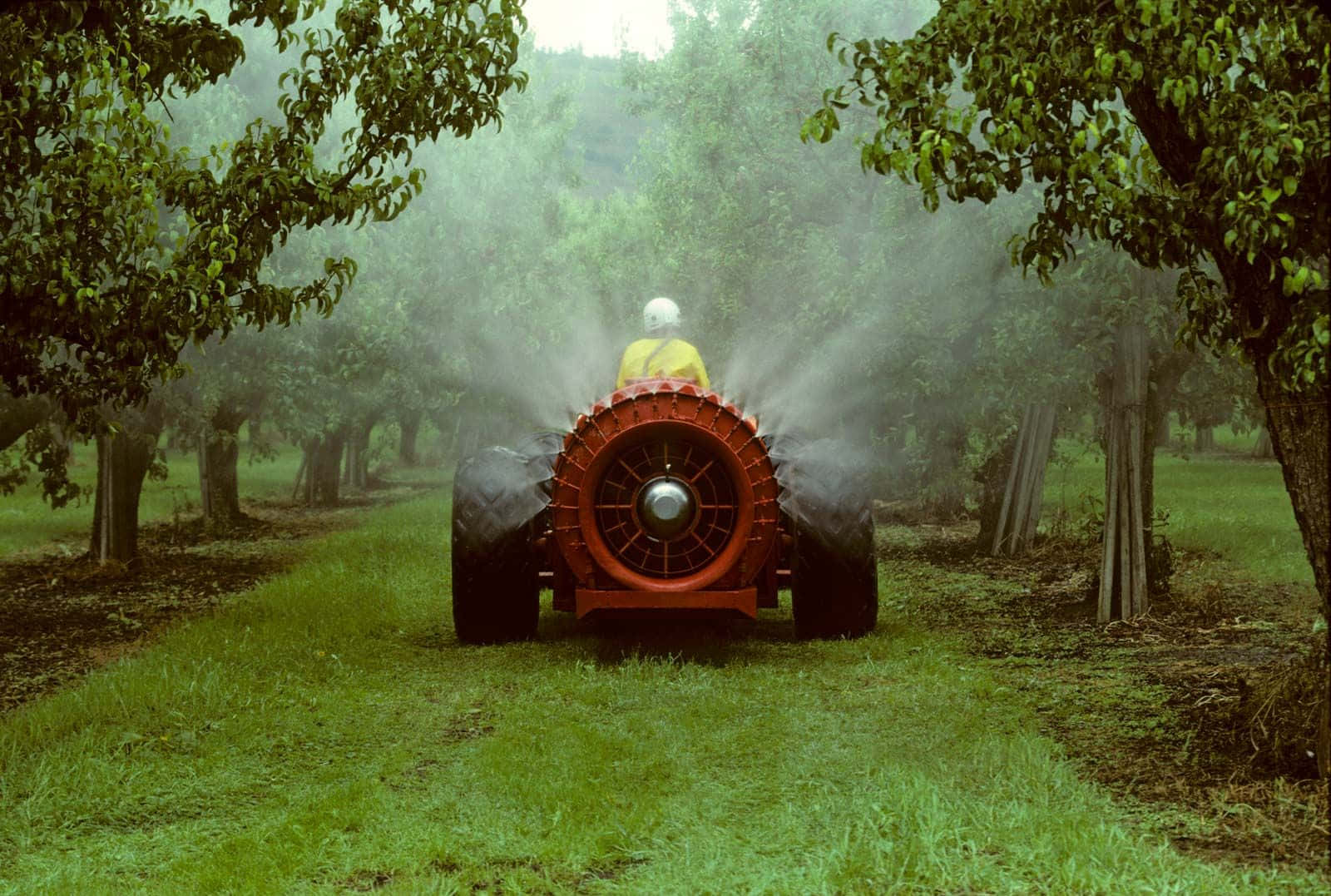 apple orchard, yellow shirt, white helmet, HD Desktop Wallpaper