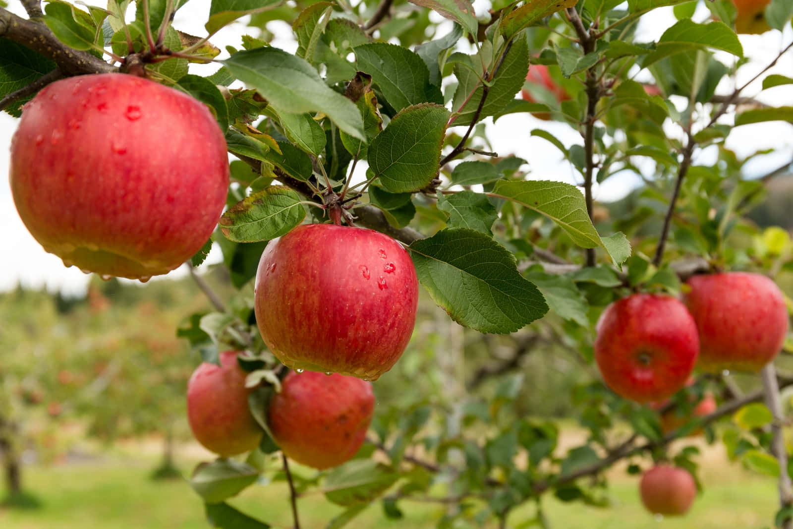 fresh red apples, tree, dewdrops, HD Desktop Wallpaper