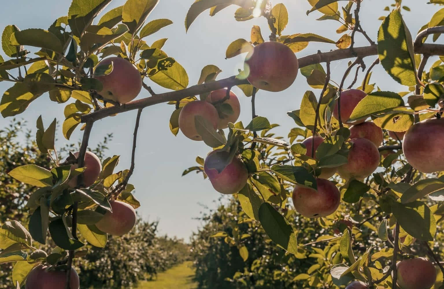 apple orchard, ripe red apples, sunlit branches, HD Desktop Wallpaper