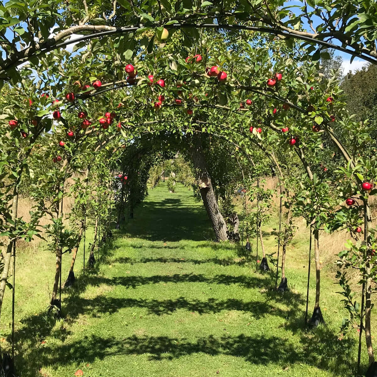 apple orchard, twilight, sunlit pathway, SD Desktop Wallpaper