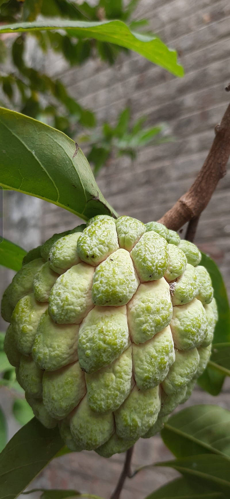 custard apple, twig, branch, HD Phone Wallpaper
