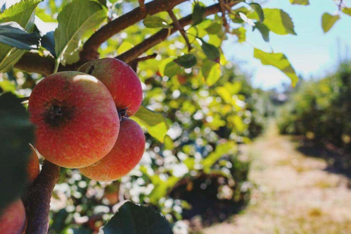 fall apples, autumn harvest, ripe red apples, SD Desktop Wallpaper